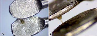 Investigating chemoreception and behavioural responses of Tetranychus urticae (Trombidiformes: Tetranychidae) to organic acids, aldehydes and essential oil components